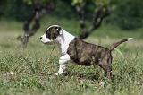 AMSTAFF  PUPPIES 088